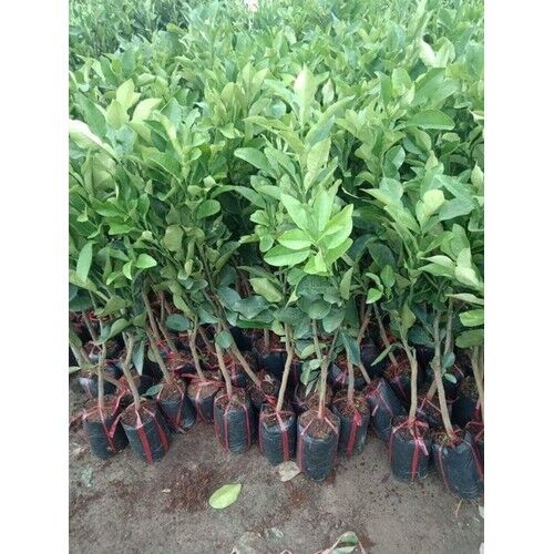 g8Zm1d_simg_de2fe0_500x500_maxb