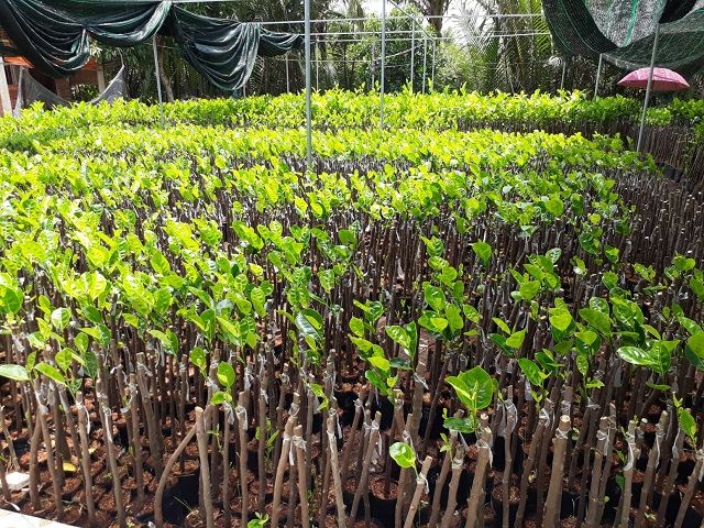 Vườn ươm Cây Giống Cái Mơn vùng sản xuất và cung cấp cây lớn nhất Việt Nam
