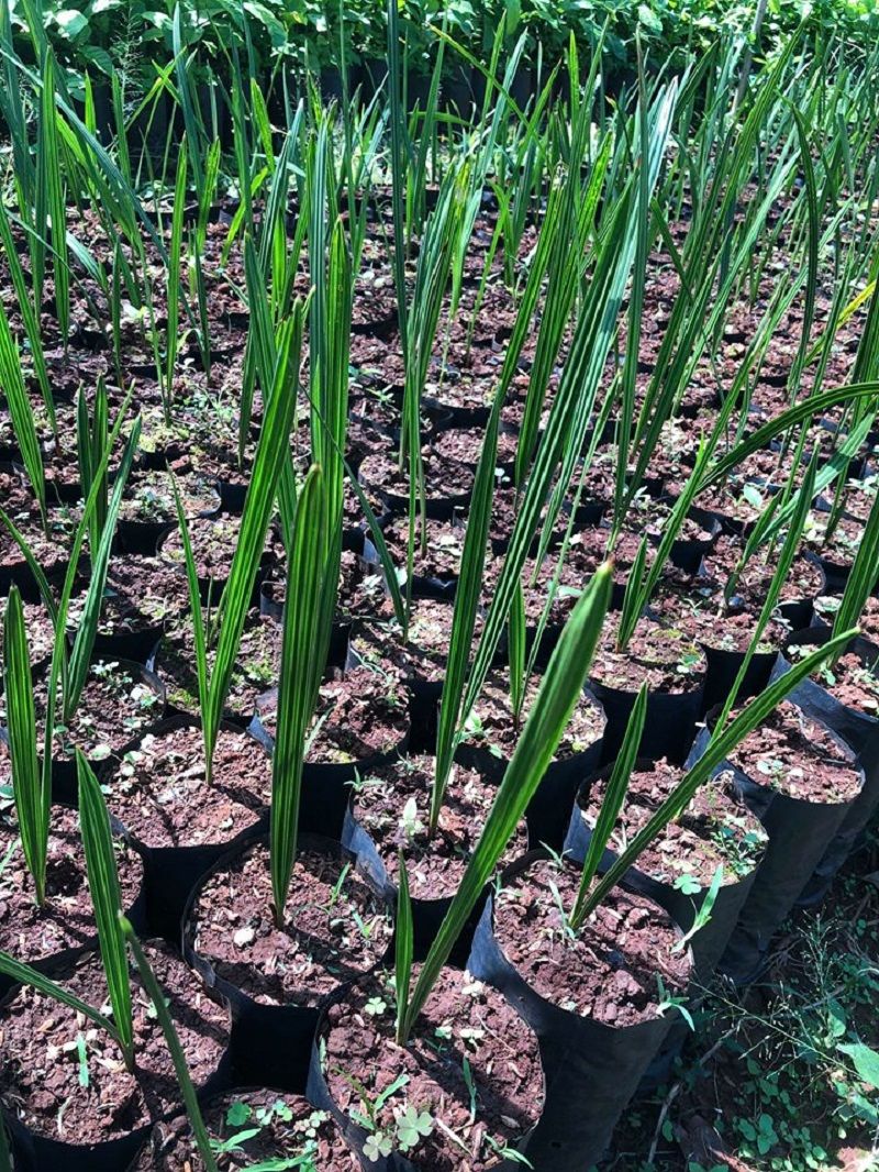 Cây chà là thực sinh được ươm ở Việt Nam, tốt nhất chỉ nên trồng làm cảnh