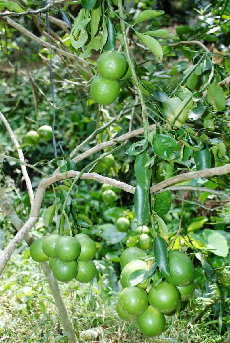 Cây chanh trĩu quả