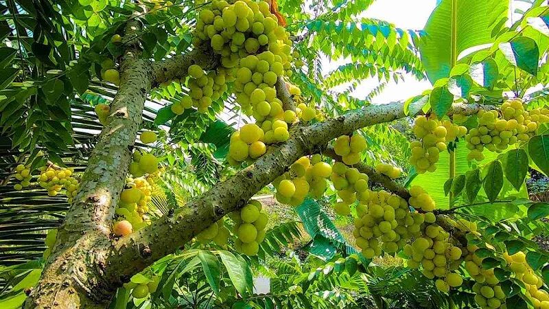 How to make chùm ruột trees bear fruit?