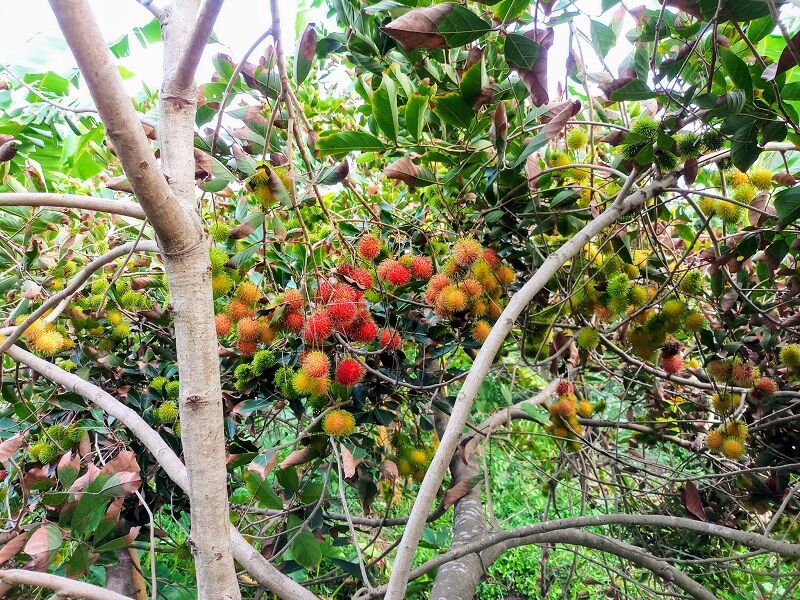 Quả chín đỏ trên cây