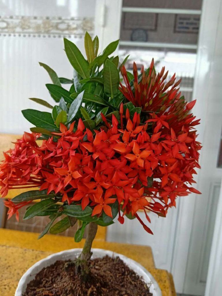 Cây hoa mẫu đơn đỏ đẹp mắt được nhiều nghệ nhân làm bonsai - <Thế ...